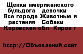 Щенки американского бульдога ( девочки) - Все города Животные и растения » Собаки   . Кировская обл.,Киров г.